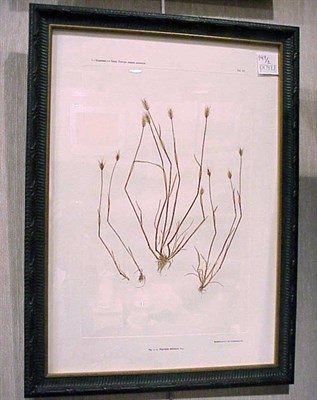 Lot 149 - Constantin von Ettinghausen and Alois Pokorny...