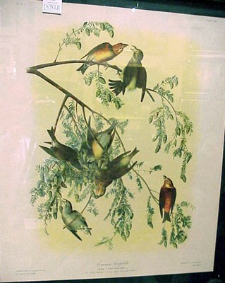 Lot 145 - After John James Audubon COMMON CROSSBILL...