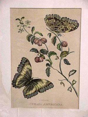 Lot 146 - European School [PLANT STUDIES] Four...