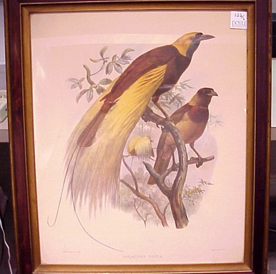 Lot 122 - J. Wolf & J. Smit PARADISEA APODA and...