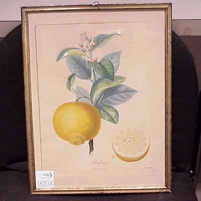 Lot 116 - After Turpin [PLANT STUDIES] Six hand-colored...