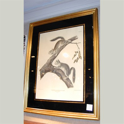 Lot 100 - After John James Audubon DOWNY SQUIRREL...