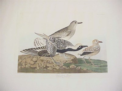 Lot 95 - After John James Audubon BLACK BELLIED PLOVER...