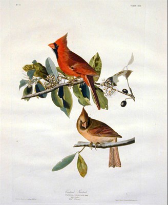 Lot 81 - After John James Audubon CARDINAL GROSBEAK...