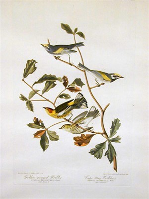 Lot 97 - After John James Audubon GOLDEN WINGED WARBLER,...