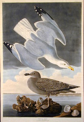 Lot 91 - After John James Audubon HERRING GULL...