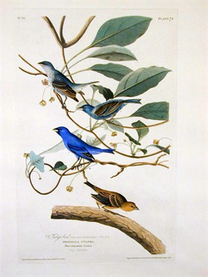 Lot 79 - After John James Audubon INDIGO BIRD...