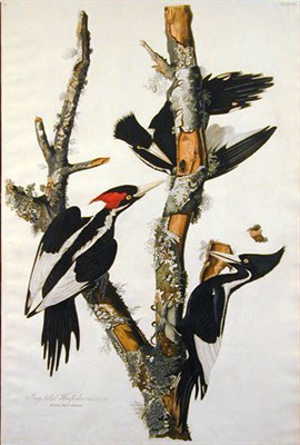Lot 78 - After John James Audubon IVORY-BILLED...