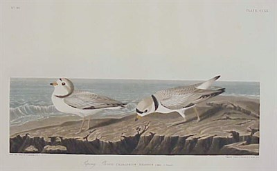 Lot 85 - After John James Audubon PIPING PLOVER...
