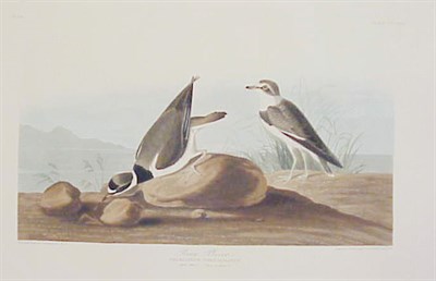 Lot 94 - After John James Audubon RING PLOVER...