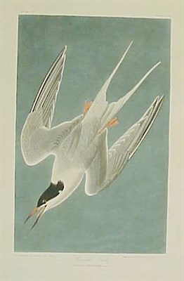 Lot 88 - After John James Audubon ROSEATE TERN...