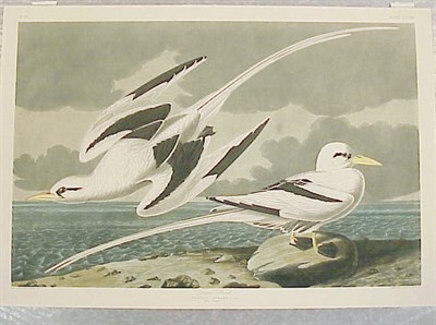 Lot 90 - After John James Audubon TROPIC BIRD...