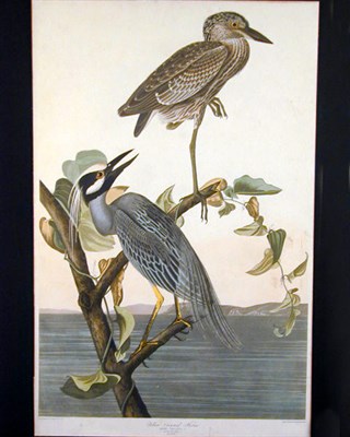 Lot 96 - After John James Audubon YELLOW-CROWNED HERON...