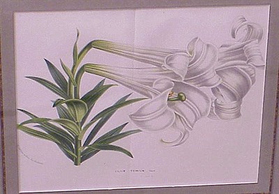 Lot 91 - Louis Van Houte [WHITE LILIES] Two color...