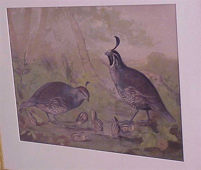 Lot 97 - After Alexander Pope Jr. [QUAIL] Color...