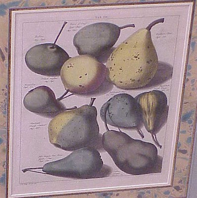 Lot 74 - After Johann Hermann Knoop [PEARS] and...