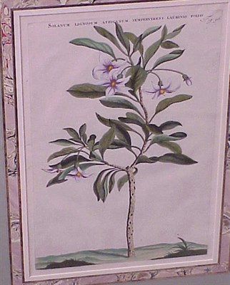 Lot 76 - After Jan Commelin MALVA and SOLANUM Two...