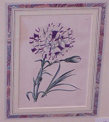 Lot 66 - After E.D. Smith [CARNATIONS] Two hand-colored...