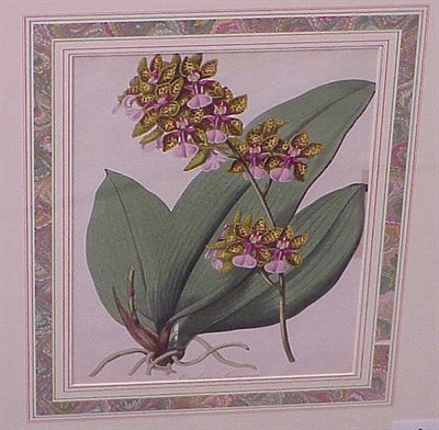 Lot 67 - English School 19th Century ONCIDIUM LANCEANUM...