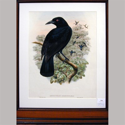 Lot 104 - W. Hart LYCOCORAX OBIENSIS Hand-colored...