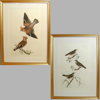Lot 51 - Prideaux John Selby BOHEMIAN WAXWING; ROLLER;...