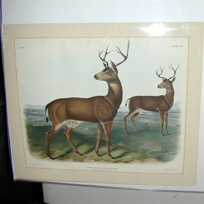 Lot 101 - After John James Audubon COLUMBIAN...