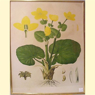 Lot 73 - French School [FLOWERS] Five color offset...