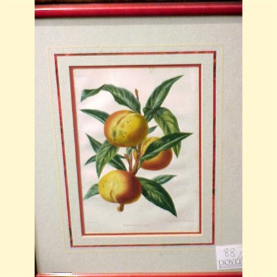 Lot 88 - French School 19th Century [FRUIT] Six color...