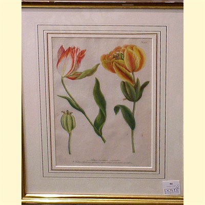 Lot 86 - Artist Unknown [TULIPS] Two hand-colored...