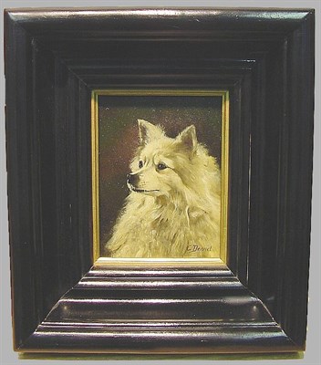 Lot 130 - C. Dennet Portrait of a Spitz oil on masonite,...