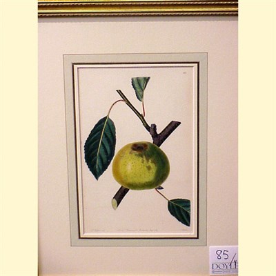 Lot 85 - After Mrs. Withers [FRUIT] Four hand-colored...