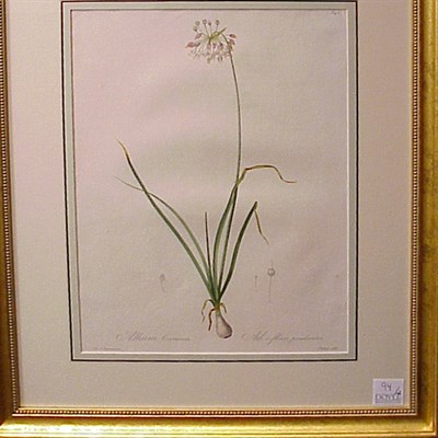 Lot 94 - After P.J. Redoute ALLIUM CERNUUM and...