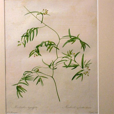 Lot 93 - After P.J. Redoute COMMELINA DIANTHILFOLIA and...