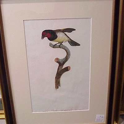 Lot 70 - After Jacques Barraband LE BARBU ORANGE DU...