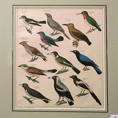 Lot 66 - After Lorenz Oken [BIRDS] Two hand-colored...
