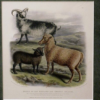 Lot 68 - After Mr. Shiels BREED OF THE WICKLOW...