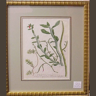 Lot 62 - After Johann Weinmann [PLANT STUDIES] Two hand-...