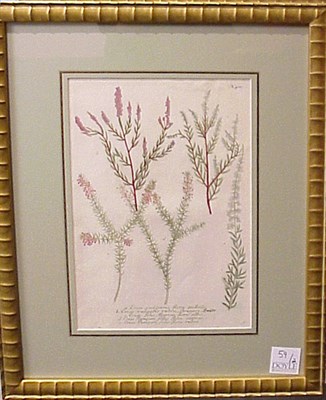 Lot 59 - After Johann Weinmann [PLANT STUDIES] Two hand-...