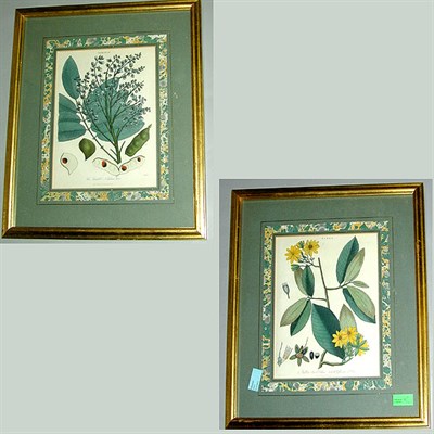 Lot 766 - Two Botanical Prints