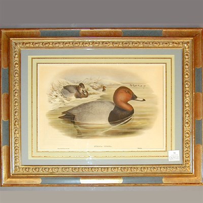 Lot 73 - After J. Gould and H.C. Richter NYROCA FERINA...