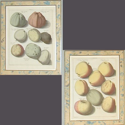Lot 93 - After Johann Hermann Knoop [APPLES] Two...