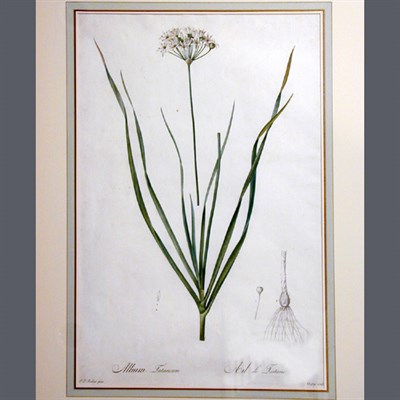 Lot 83 - After P. J. Redoute PHALANGIUM ELATUM and...