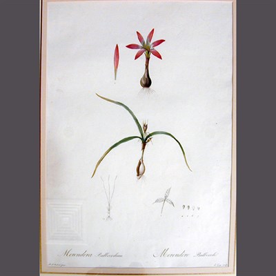 Lot 87 - After P. J. Redoute IXIA RECURVA and MERENDERA...