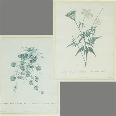 Lot 79 - After P. J. Redoute ANTIRRHINUM CYMBALARIA and...
