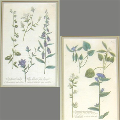Lot 81 - After Johann Weinmann [FLORAL STUDIES] Two...