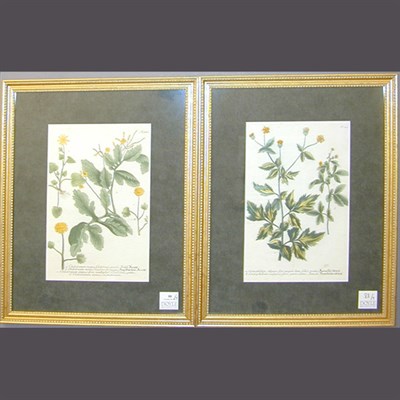 Lot 88 - After Johann Weinmann [FLORAL STUDIES] Four...