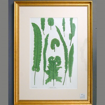 Lot 75 - Henry Bradbury, lithographer [FERN STUDIES]...