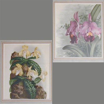 Lot 77 - Jean Jules and Lucien Linden [ORCHIDS] Two...