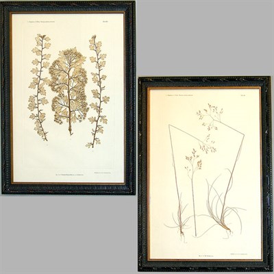 Lot 64 - Constantin von Ettingshausen and Alois Pokorny...