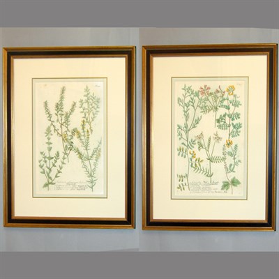 Lot 47 - After Johann Weinmann [FLORAL STUDIES] Two...
